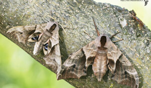 Sfinge dagli occhi - Smerinthus ocellata
