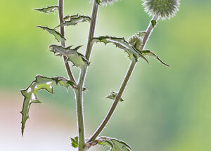 Cardo pallottola maggiore-Echinops sphaerocephalus