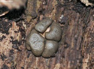 Busalla (GE) Liguria