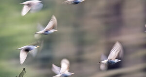 Storno - Sturnus vulgaris