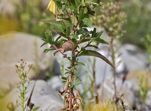 Ambiente Scrivia 2022