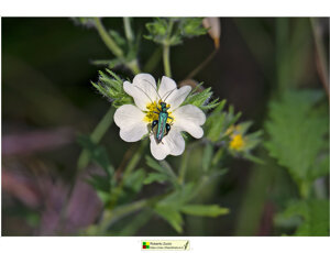 Ambiente scrivia 2025