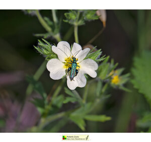 Ambiente scrivia 2025