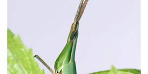 pyrrhocoris%20apterus%203.jpeg