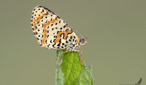 Melitaea didyma