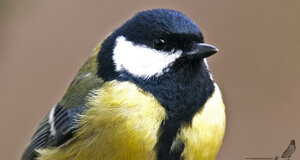 Cinciallegra - Parus major