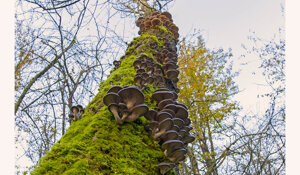 Ambiente Scrivia 2024