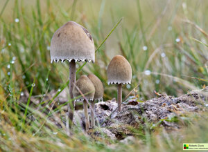 Colle della Vaccera (Piemonte)