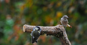 Capanno fotografico - Piemonte