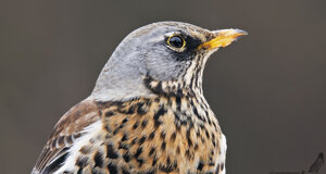 Cesena - Turdus pilaris