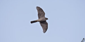 Sparviere - Accipiter nisus