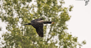 Cormorano - Phalacrocorax carbo