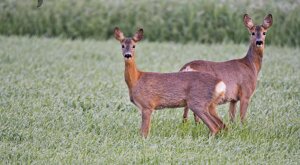 Ambiente Scrivia 2021