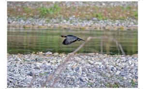 Ambiente scrivia 2025