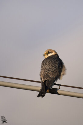 falcocuculo-012-hd_1