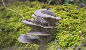 Ambiente Scrivia 2019