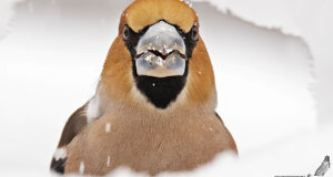 Frosone - Cocchotraustes cocchotraustes