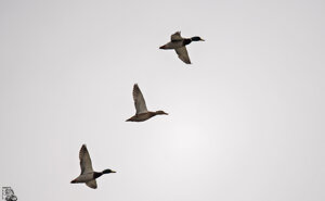 Ambiente scrivia 2017