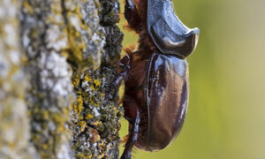 Ambiente Scrivia 2021