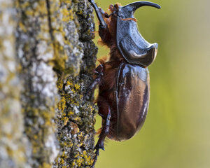 Ambiente Scrivia 2021