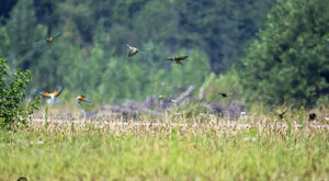 Ambiente scrivia 2019