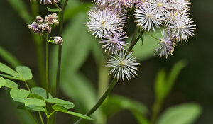 Thalictrum aquilegifolium