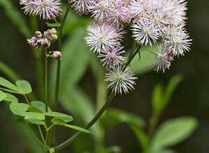 Ambiente Scrivia 2020