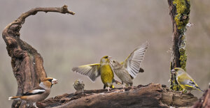 Capanno fotografico - Piemonte
