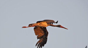 Ambiente Scrivia 2021