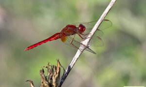 Ambiente Scrivia 2023