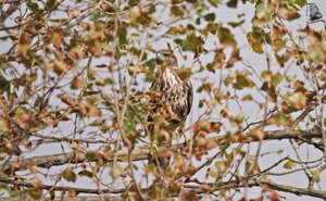 Ambiente scrivia 2017