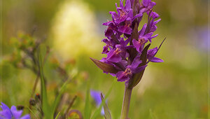 Parco Antola - liguria