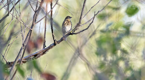 Ambiente Scrivia 2023