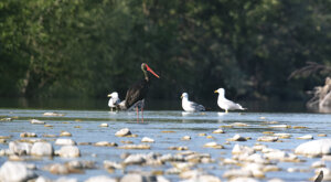 Ambiente Scrivia 13-06-2021