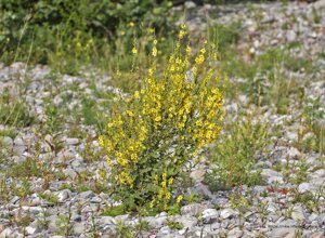 Ambiente Scrivia 2021