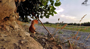 Ambiente scrivia 2019