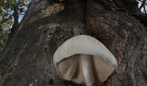 Ambiente Scrivia 2018