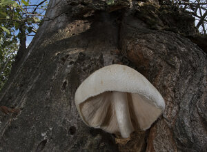 Ambiente scrivia (AL) Piemonte