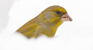 Verdone - Chloris chloris