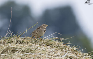 Ambiente Scrivia 2019