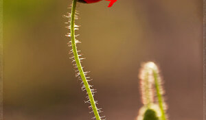 Papaver