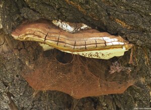 Arquata Scrivia (AL) Piemonte