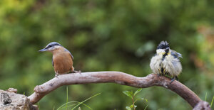 Capanno fotografico - Piemonte