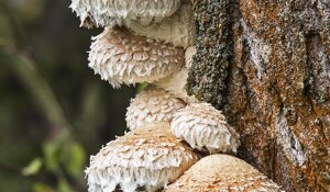 Ambiente Scrivia 2020