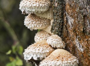 Ambiente Scrivia 2020 (AL) Piemonte