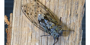 cicada%20orni%202.jpeg