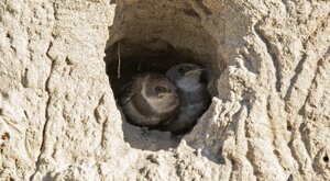 Ambiente Scrivia 2021