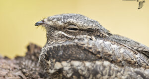 Succiacapre - Caprimulgus europaeus