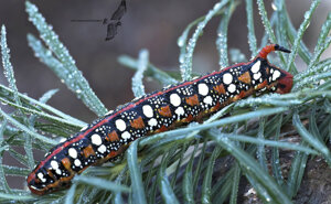 Ambiente Scrivia 2020