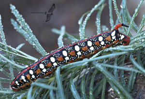 Ambiente Scrivia 2020